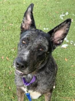 Smokey - 2 -  Shepherd and Mixed Breed Dog for Adoption in Daytona Beach, Florida - Smokey - 2 | PetCurious