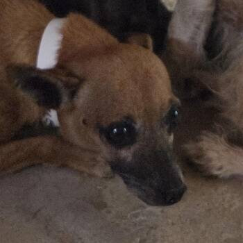 Sulley -  Mixed Breed Dog for Adoption in Leander, Texas - Sulley | PetCurious