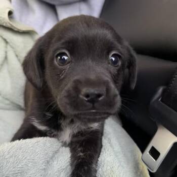 Mixed Breed Dogs Available for Adoption - Delta | PetCurious