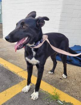 Beauty -  Mixed Breed Dog for Adoption in Lawrenceburg, Tennessee - Beauty | PetCurious
