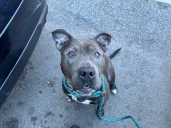 Rescue Mixed Breed Dogs for Adoption in New York, New York - Luffy | PetCurious