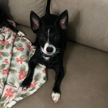 Mickey Mouse -  Chihuahua and Dachshund Dog for Adoption in Baton Rouge, Louisiana - Mickey Mouse | PetCurious