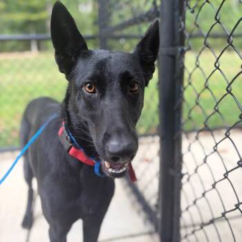 October -  Shepherd Dog for Adoption in Greensboro, North Carolina - October | PetCurious