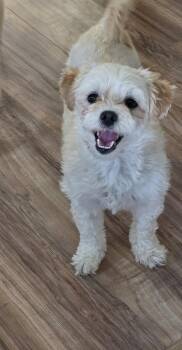 Ellie -  Maltese and Miniature Poodle Dog for Adoption in Hermiston, Oregon - Ellie | PetCurious