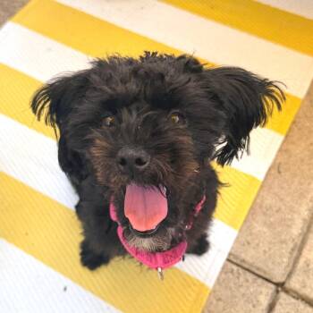 Clover -  Maltese Dog for Adoption in Philadelphia, Pennsylvania - Clover | PetCurious