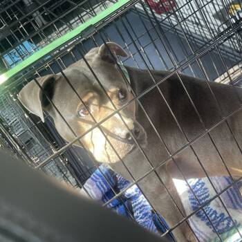 Rescue Pit Bull Terrier Dogs for Adoption in St. Louis, Missouri - Cornell Campbell | PetCurious