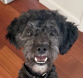 Oreo -  Miniature Poodle Dog for Adoption in San Ramon, California - Oreo | PetCurious