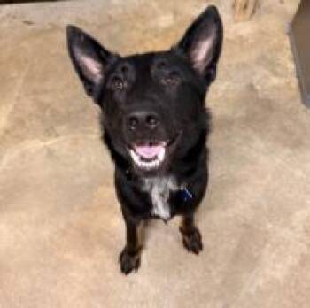 Cobalt -  German Shepherd Dog and Labrador Retriever Dog for Adoption in Kalamazoo, Michigan - Cobalt | PetCurious