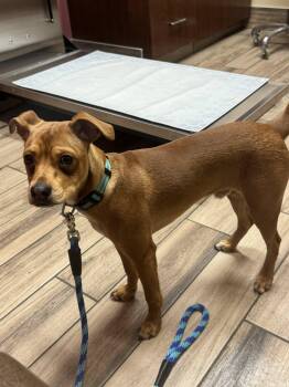 Terrier Dogs Available for Adoption - Benny | PetCurious