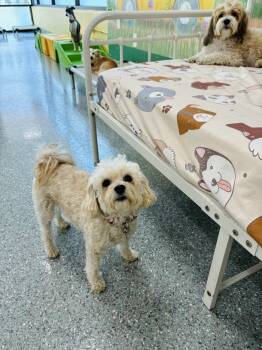 MIllie -  Poodle and Bichon Frise Dog for Adoption in Lake Forest, California - MIllie | PetCurious