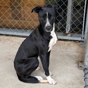 Terrier Dogs Available for Adoption - Kaley | PetCurious