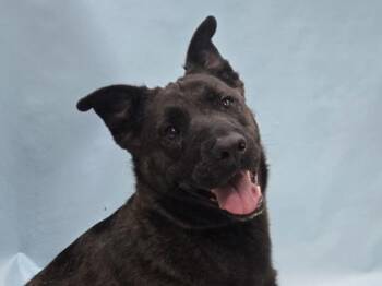 Pig -  American Staffordshire Terrier and Belgian Shepherd Malinois Dog for Adoption in Minneapolis, Minnesota - Pig | PetCurious
