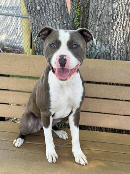 American Staffordshire Terrier Dogs Available for Adoption in Fort Myers, Florida - KIRBY | PetCurious
