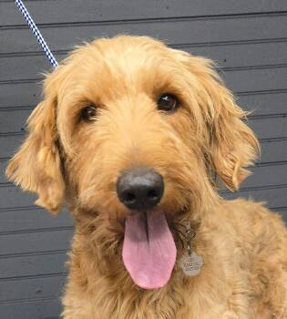 Goldie -  Goldendoodle Dog for Adoption in Newport, Tennessee - Goldie | PetCurious