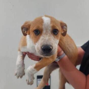 Australian Cattle Dog Blue Heeler and Mixed Breed Dogs Available for Adoption in Lake Havasu City, Arizona - Leonardo | PetCurious