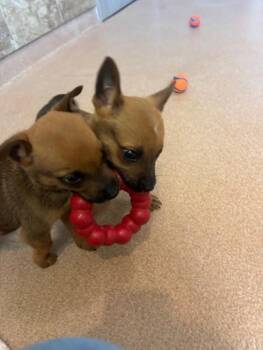 Australian Cattle Dog Blue Heeler Dogs Available for Adoption - Porcini | PetCurious