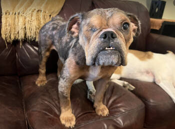 Rescue English Bulldog Dogs for Adoption in Austin, Texas - Enid | PetCurious