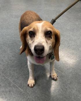 Coco Chanel -  Beagle Dog for Adoption in Richmond, Virginia - Coco Chanel | PetCurious