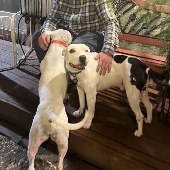 Chuck -  Pit Bull Terrier Dog for Adoption in Vallejo, California - Chuck | PetCurious