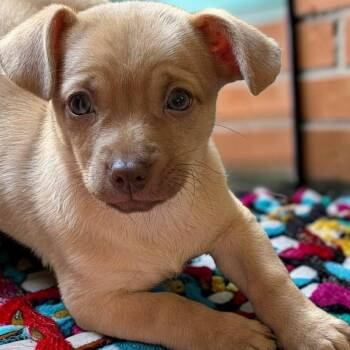 Tucker -  Chihuahua Dog for Adoption in Richmond, Kentucky - Tucker | PetCurious