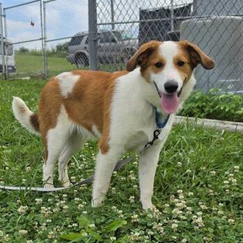 Keesha -  Mixed Breed Dog for Adoption in Jefferson City, Tennessee - Keesha | PetCurious