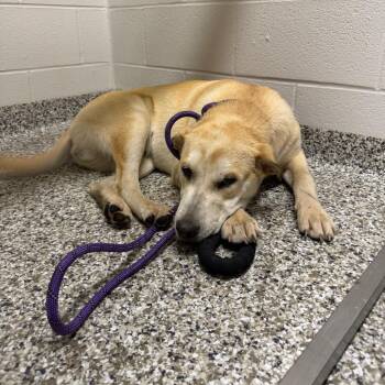 Labrador Retriever Dogs Available for Adoption in Morganton, North Carolina - Spork | PetCurious