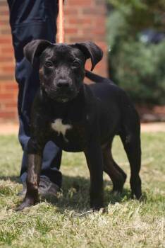 Otis -  Pit Bull Terrier Dog for Adoption in Stillwater, Oklahoma - Otis | PetCurious