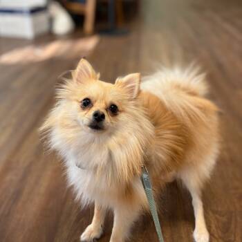 Rescue Pomeranian Dogs for Adoption in Port Richey, Florida - Yeti | PetCurious