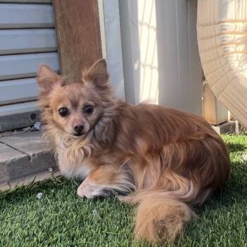 Rescue Chihuahua Dogs for Adoption in Griffin, Georgia - Dixie | PetCurious