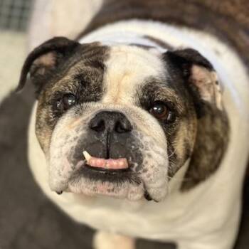 Rescue English Bulldog Dogs for Adoption in Sacramento, California - Sheba | PetCurious