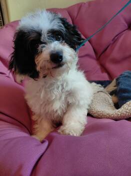 Paris -  Cavapoo Dog for Adoption in Piedmont, California - Paris | PetCurious