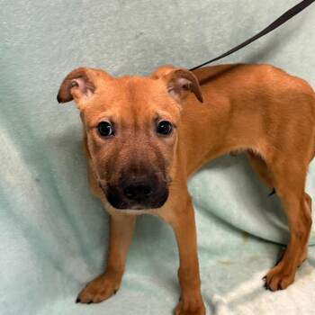 IVHS-Stray-142858 -  Shepherd Dog for Adoption in San Gabriel, California - IVHS-Stray-142858 | PetCurious