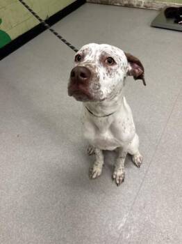 Pointer and Dalmatian Dogs Available for Adoption in Indianapolis, Indiana - CHANCE | PetCurious
