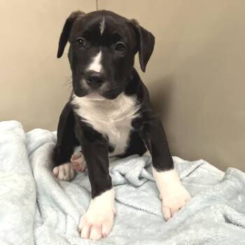 Sherbet 54288 -  Pit Bull Terrier and Akita Dog for Adoption in Las Vegas, Nevada - Sherbet 54288 | PetCurious