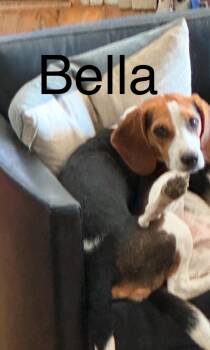Rescue Beagle Dogs for Adoption in Plainview, New York - Dot | PetCurious