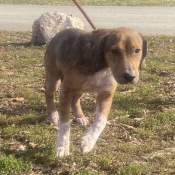 Rescue Mixed Breed Dogs for Adoption in Huntington, West Virginia - Myrtle Stray Hold 11/18 | PetCurious