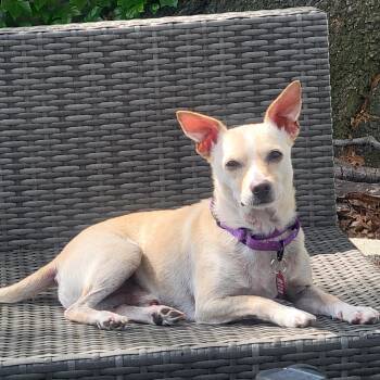 Milo -  Chihuahua Dog for Adoption - Milo | PetCurious