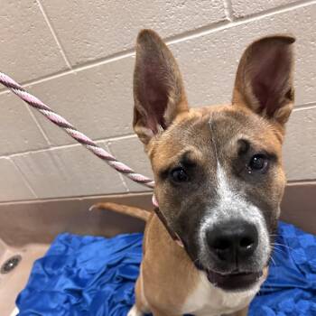 Squibble -  Shepherd and Mixed Breed Dog for Adoption in Reno, Nevada - Squibble | PetCurious