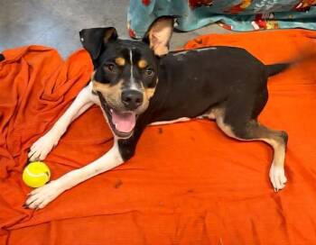 WILLIAM -  Labrador Retriever and Pit Bull Terrier Dog for Adoption in Brunswick, Georgia - WILLIAM | PetCurious