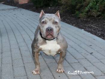 Rescue English Bulldog and Mixed Breed Dogs for Adoption in Omaha, Nebraska - DELILAH | PetCurious