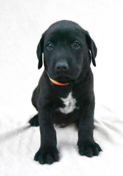 Rescue Labrador Retriever and Mixed Breed Dogs for Adoption in Morton Grove, Illinois - Luke | PetCurious