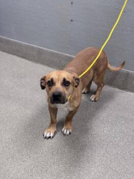 ALADDIN -  Pit Bull Terrier and Mixed Breed Dog for Adoption in Las Vegas, Nevada - ALADDIN | PetCurious