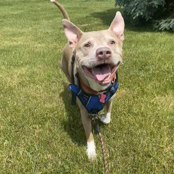 Rescue Pit Bull Terrier Dogs for Adoption in Allegan, Michigan - Jack Frost | PetCurious