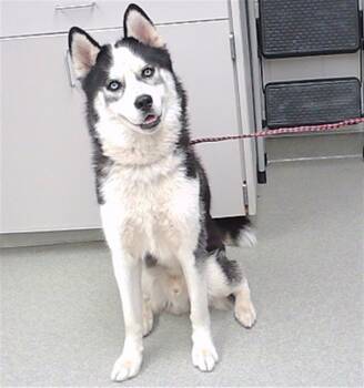 Rescue Siberian Husky and Mixed Breed Dogs for Adoption in Omaha, Nebraska - COLE | PetCurious