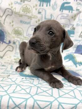 Armani -  Weimaraner and Labrador Retriever Dog for Adoption in Clinton, South Carolina - Armani | PetCurious