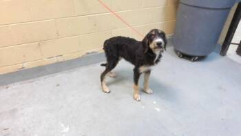 JUBILEE -  Poodle and Mixed Breed Dog for Adoption in Tulsa, Oklahoma - JUBILEE | PetCurious