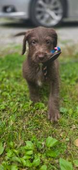 Labrador Retriever Dogs Available for Adoption in Sparta, Illinois - Groot | PetCurious