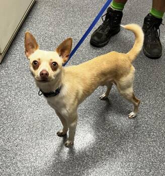 Chico -  Chihuahua Dog for Adoption in Jamestown, California - Chico | PetCurious