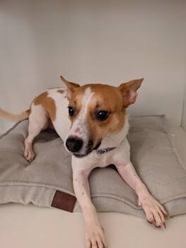 Mae -  Mixed Breed Dog for Adoption in Pittsburgh, Pennsylvania - Mae | PetCurious