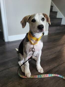 Mr. Goodbar Mini - LOCAL PUP -  Husky and Hound Dog for Adoption in Andover, Massachusetts - Mr. Goodbar Mini - LOCAL PUP | PetCurious